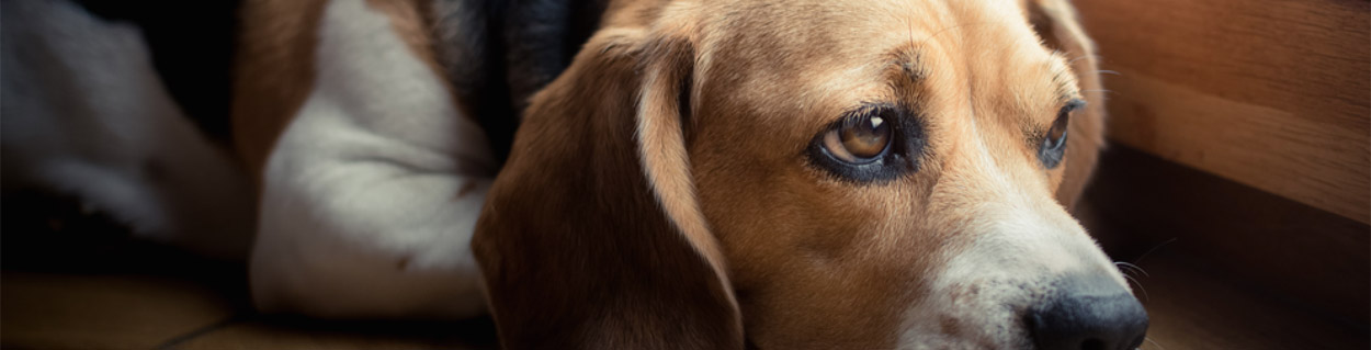 dog003_1250x319.jpg