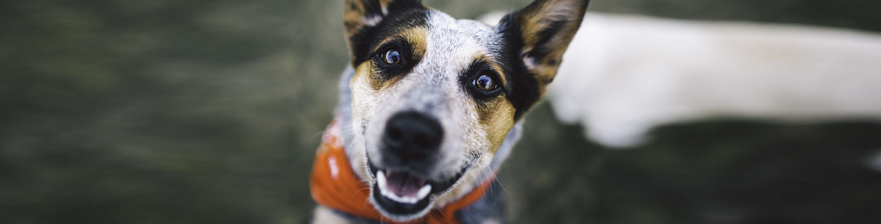 dog007_1250x319.jpg