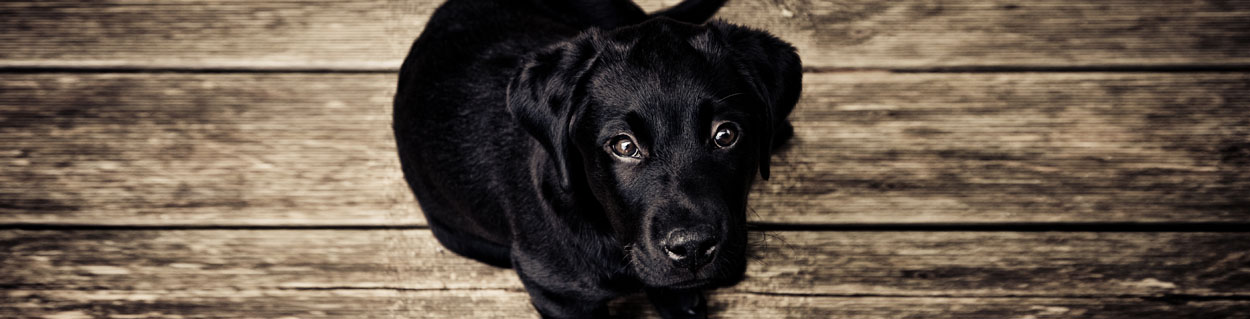 dog018_1250x319.jpg