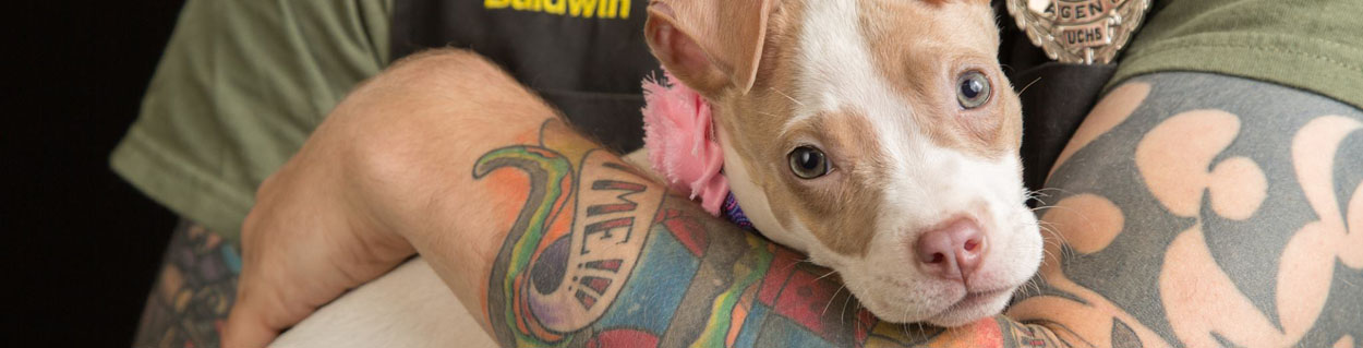 dog23_1250x319.jpg